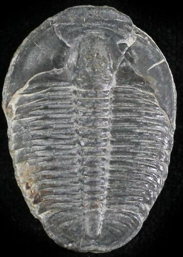 Elrathia Trilobite - Wheeler Shale, Utah #24820